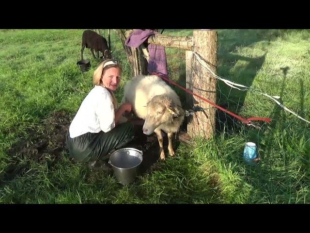 Milking my sheep to make Greek yogurt