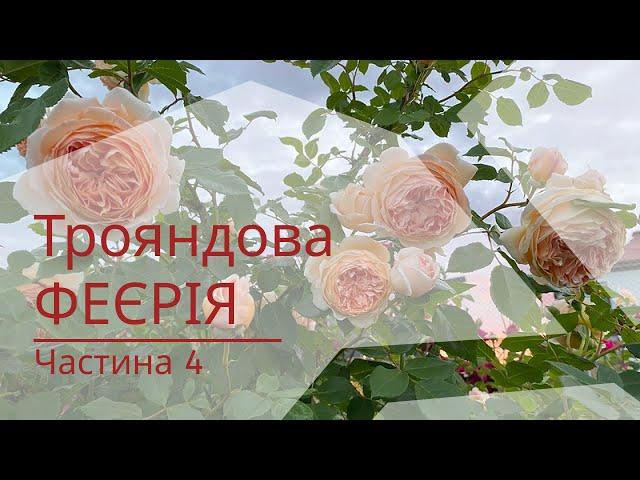 Трояндова феєрія червня. Квітує Україна ч.4