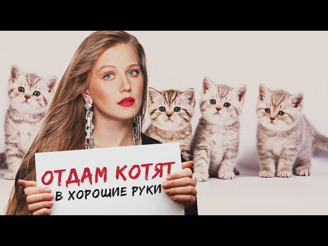 ОТДАМ КОТЯТ В ХОРОШИЕ РУКИ - Фильм / Комедия