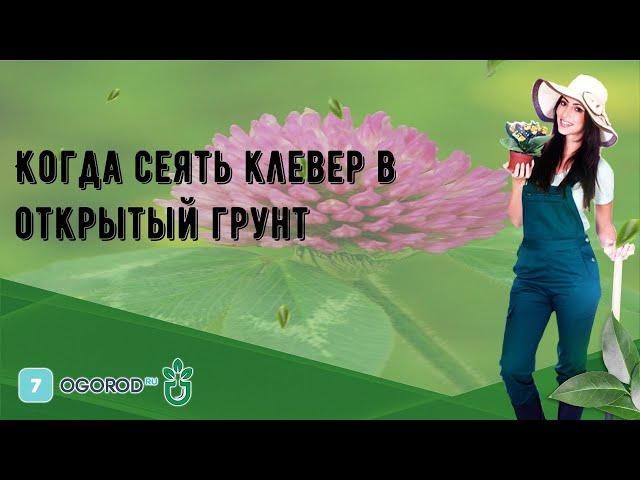 Когда сеять клевер в открытый грунт