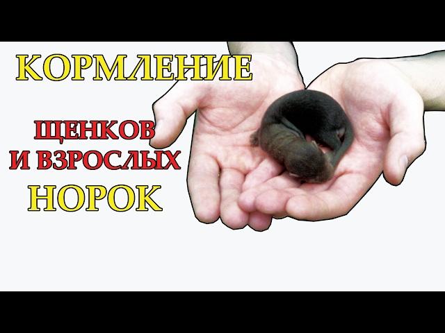 КОРМЛЕНИЕ щенков и взрослых норок. Часть 6