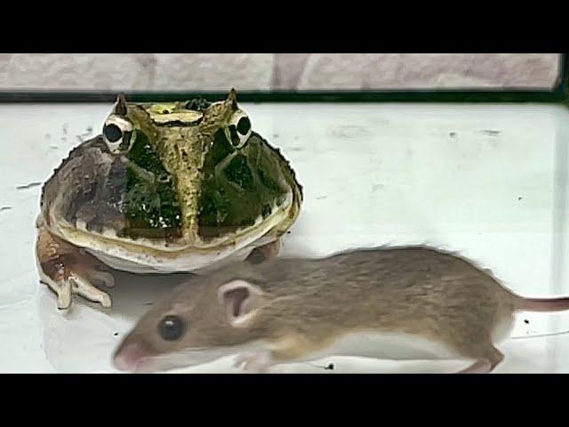 WARNING LIVE FEEDING!! Mice are very nutritious, but be careful not to overeat.マウスはとても栄養価が高いですが食過注意