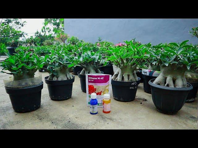 Adenium pests and diseases. Pesticides commonly used. desert rose plant.