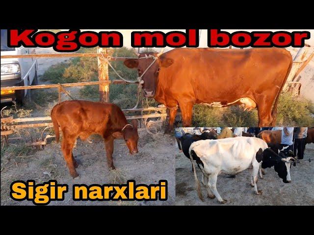 Ona bola sigir va bug‘oz sigir narxlari buxoro kogon mol bozor narxlari