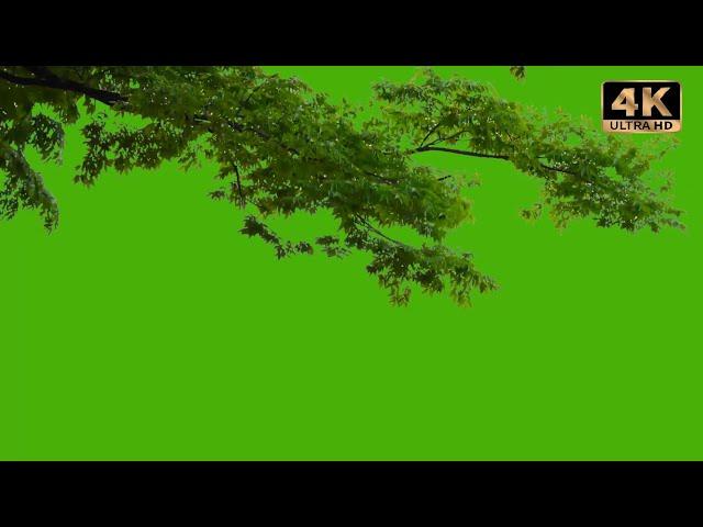 Tree green screen background