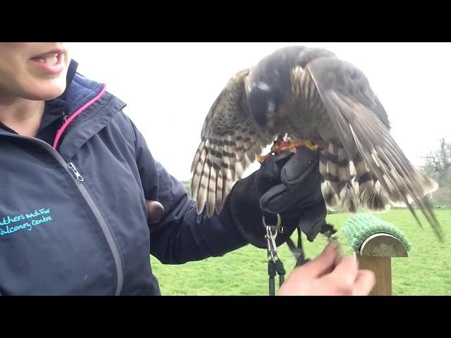 Training Lucy the Sparrowhawk