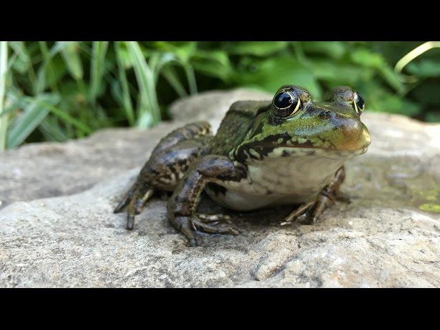 Garden Pond And Frogs Eating Insects.    Slow Motion iPhone #frogs #iphonephotography #gardening