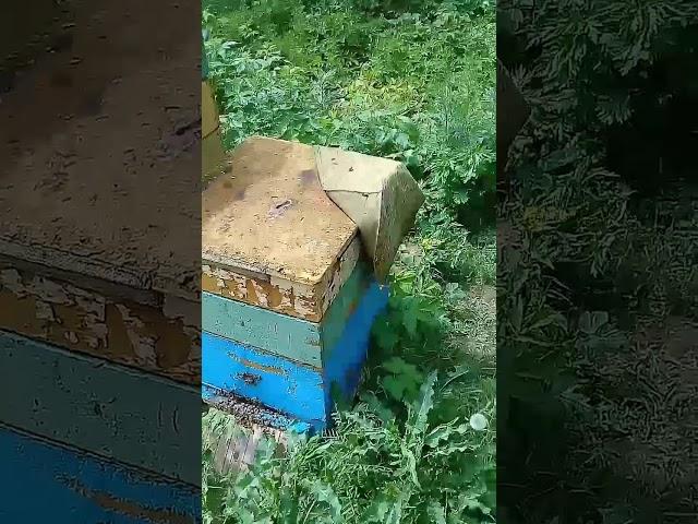 Летние зарисовки (ч.3). Сколько грамм роя выходит за секунду из улья