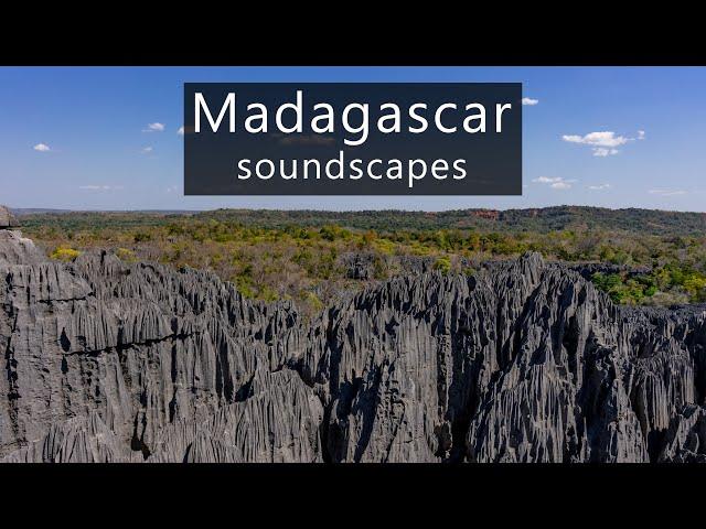 The sounds of Madagascar at Tsingy de Bemaraha