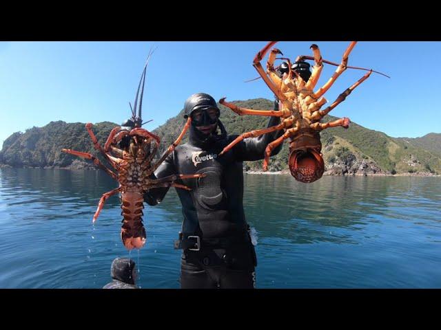 Wettie TV - Spearfishing GREAT BARRIER Island, Big Crayfish and more!!