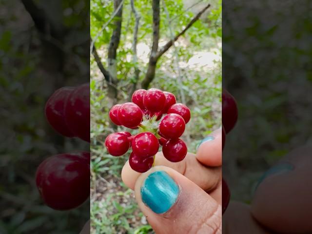 #cute Red berry fruit picking very yummy ️