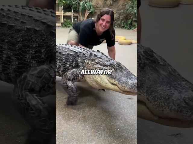 The Battle of Crocodile vs.Alligator