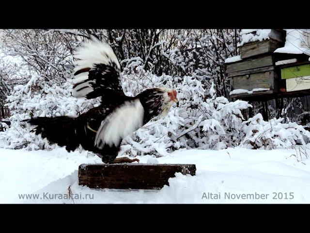 ОРЛОВСКИЕ КУРЫ Orel breed hens 2015 Altay, Barnaul, Siberia