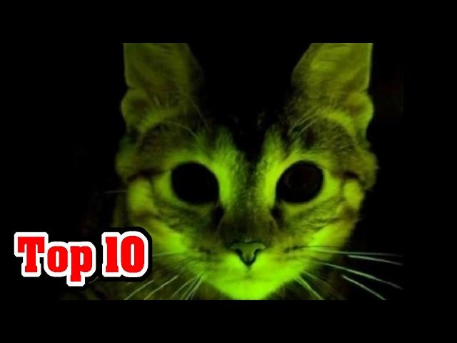 10 Animals MODIFIED By SCIENCE