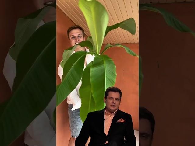  #банан #banana #musa #plants #комнатныерастения #растения