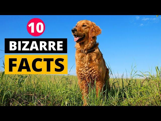 10 Fun Golden Retriever Facts you Didn't Know