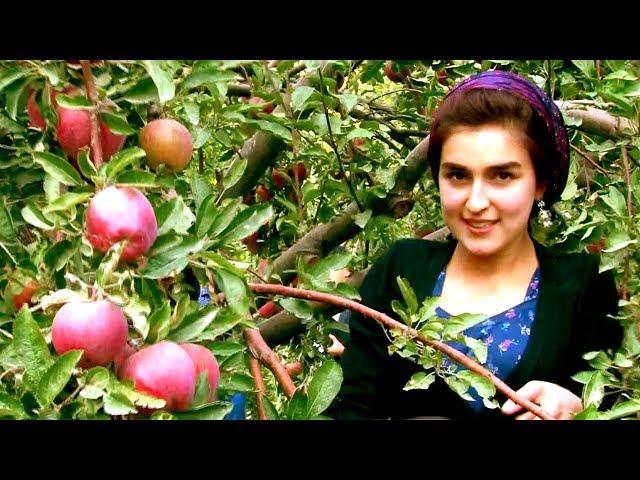 Себзори Файзобод / fayzobod apple orchard