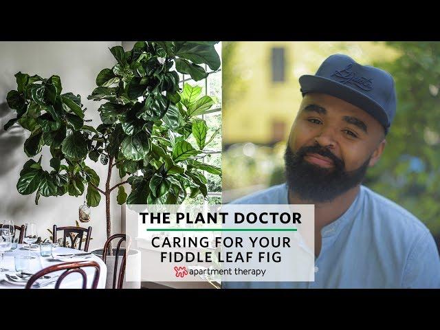 How To Care For Your Fiddle Leaf Fig | The Plant Doctor