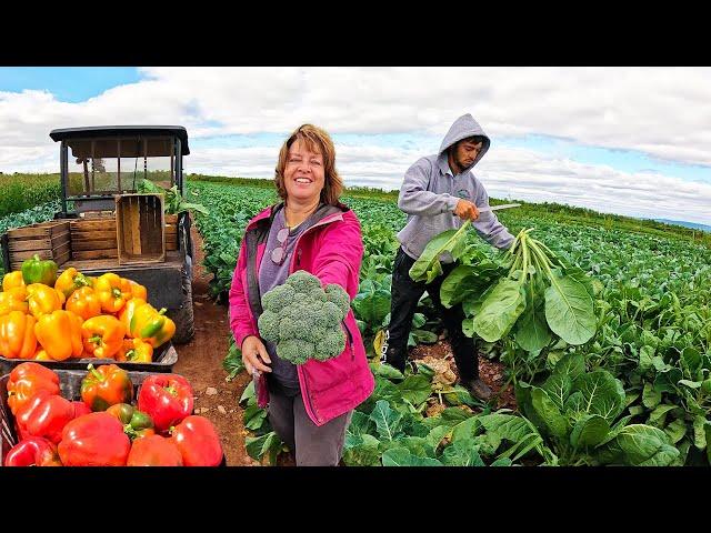 The New Harvest Has Started