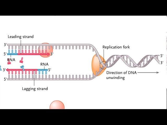 Semidiscontinuous DNA replication