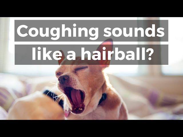 Dog Coughing Sounds Like a Hairball: Do This