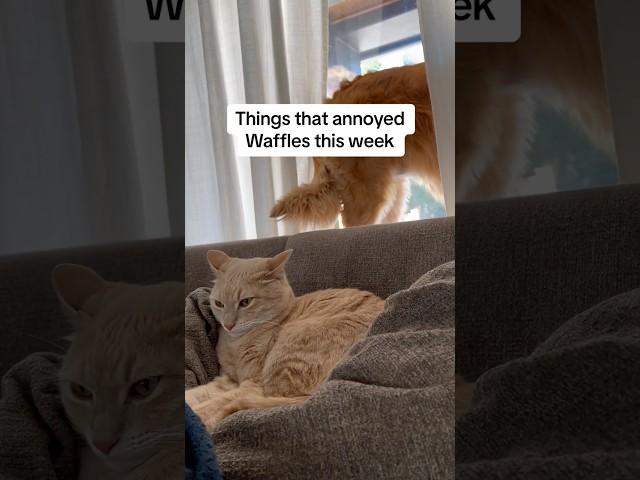 Things that annoyed Waffles this week #cats #shorts #pets