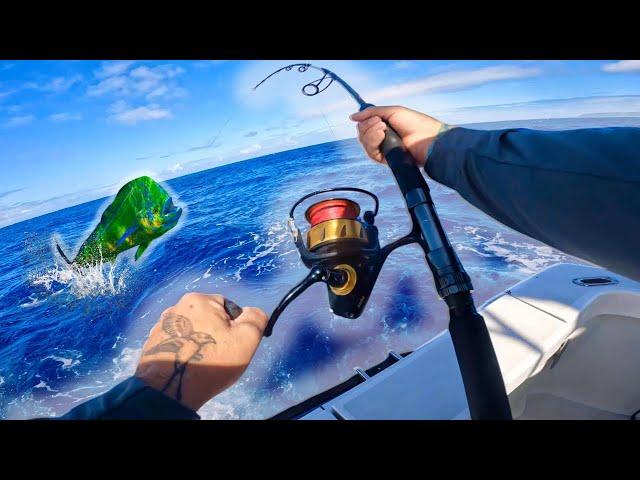 HUGE Dorado from a HAWAII charter boat! (Entire catch bite to gaff)