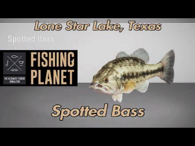 Spotted Bass Lone Star Lake Texas Fishing Planet Guide