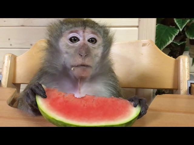 Pet Monkeys and watermelon