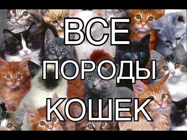 ВСЕ ПОРОДЫ КОШЕК