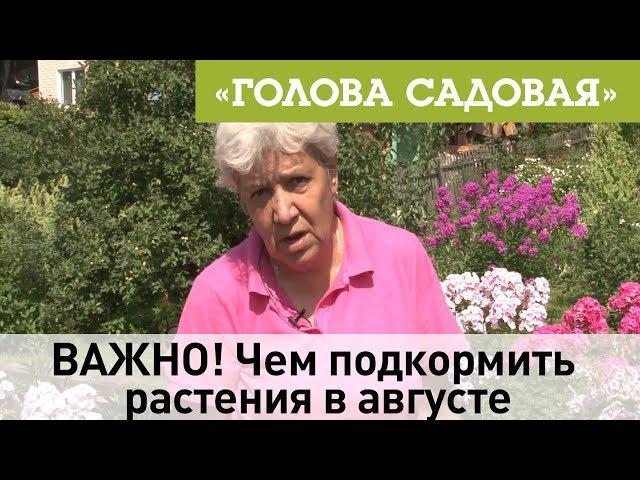 Голова садовая - ВАЖНО! Чем подкормить растения в августе