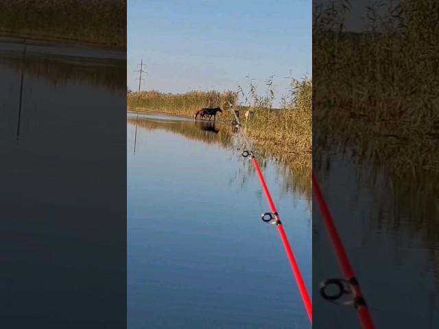 Лошадки у водопоя. Астраханская область. Река Волга. Рыбалка. Осень 2023 Horses at a watering hole.