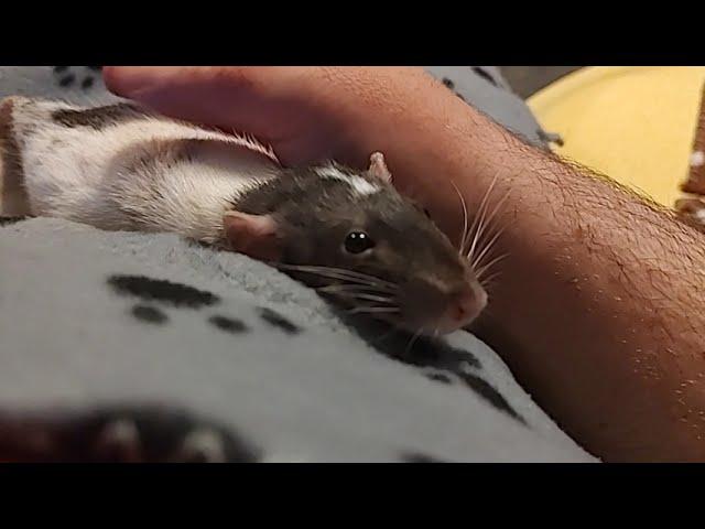 Jealous Pet Rat