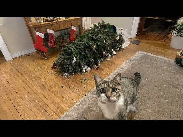 Meowy Christmas! Cats Meeting Christmas Tree for the First Time