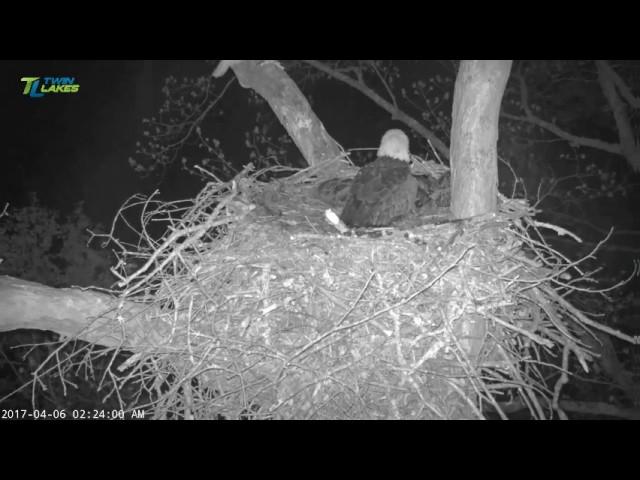 4/6/17..Dale Hollow Eagle Cam~ Early Owl Visits and A Squirrel