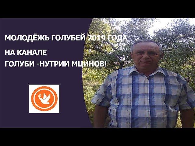 МОЛОДЁЖЬ ГОЛУБЕЙ 2019 ГОДА- НА КАНАЛЕ ГОЛУБИ -НУТРИИ МАЦИНОВ!