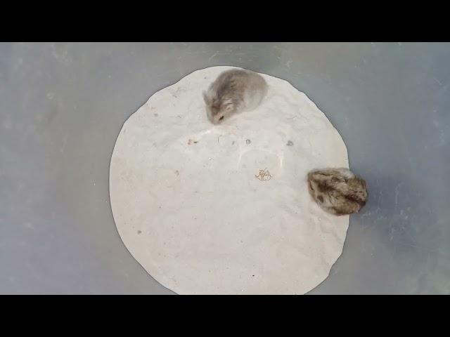 Proses nyomblangin hamster winter white ️
