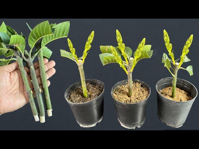 How To Grow Mango Tree From Cuttings / Very Easy And Simple Techniques