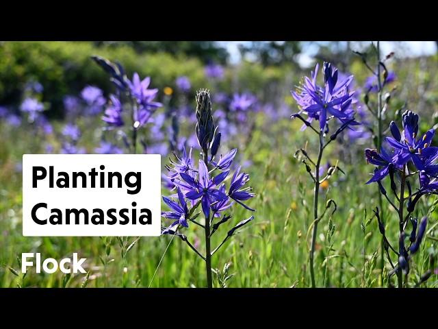 Planting CAMASSIA—Underutilized Bulbs — Ep. 279