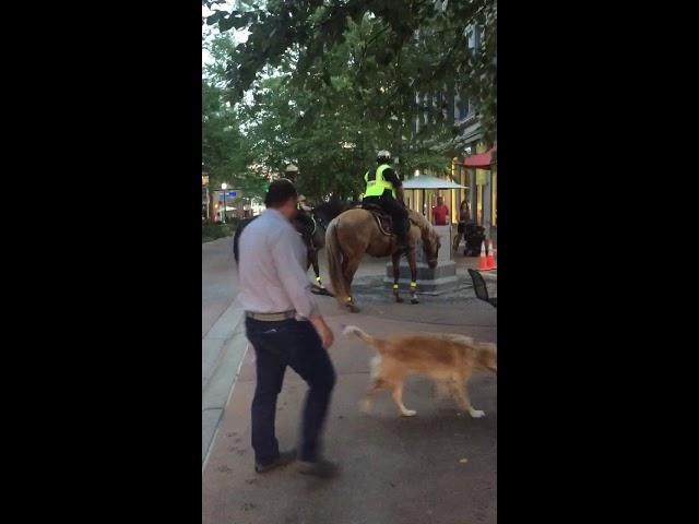 Police horses cruising downtown