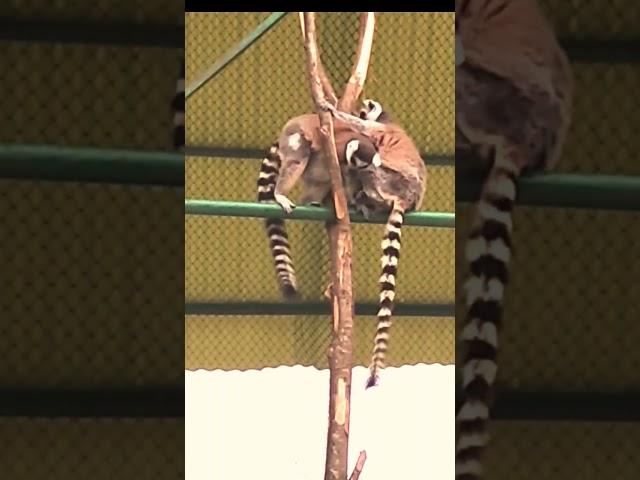 Lemur in Bangladesh