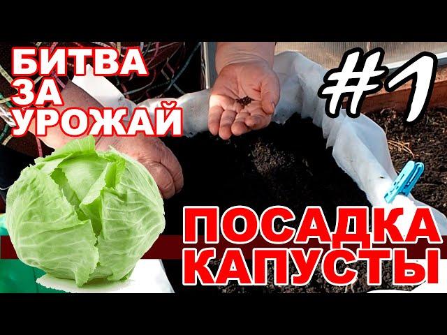 Посадка капусты на рассаду из семян в грунт в пластиковых ящиках - #1