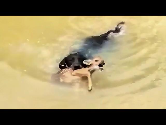 Dog Risks His Life Saving a Deer from Drowning, What Happens Next Is Unbelievable