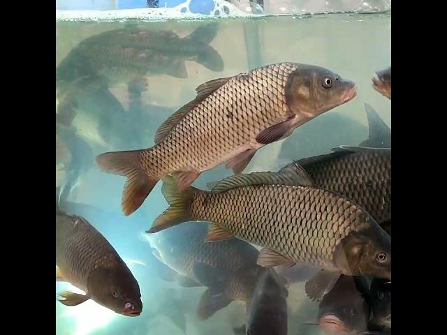 ШАХАРЛИ БАЛИКЛАР