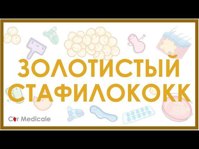 Золотистый стафилококк - микробиология, токсины, лечение, устойчивость