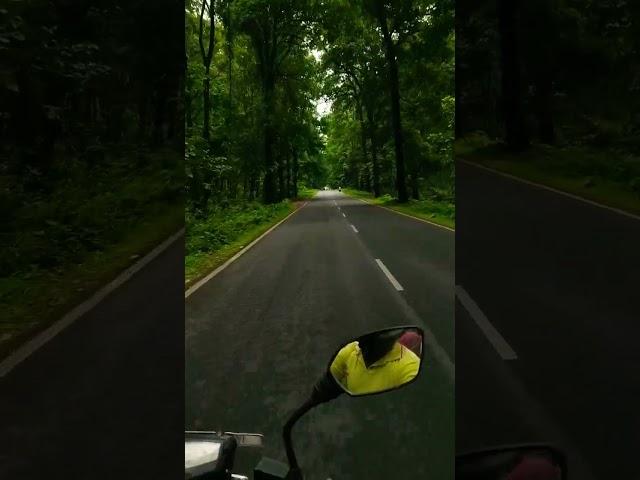 Gorumara Forest Road #shorts #youtubeshorts #siliguri