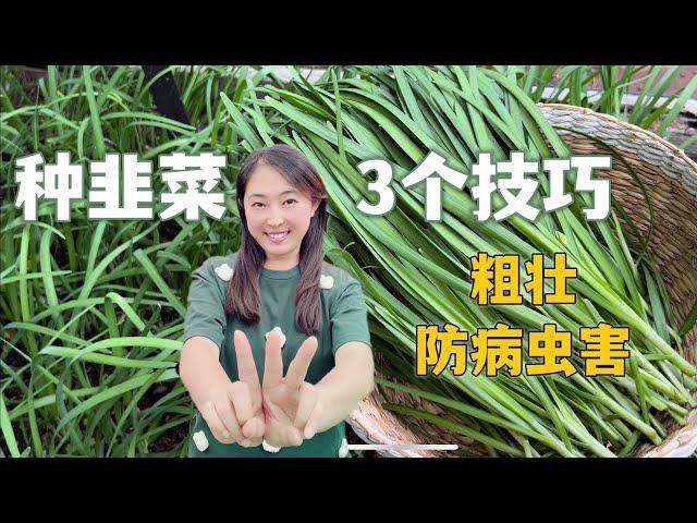 【种植69】 韭菜种植的3个技巧，让韭菜长得又粗又长，没有病虫害 3 tips for growing Chives / Chinese chives, thick er and no pests