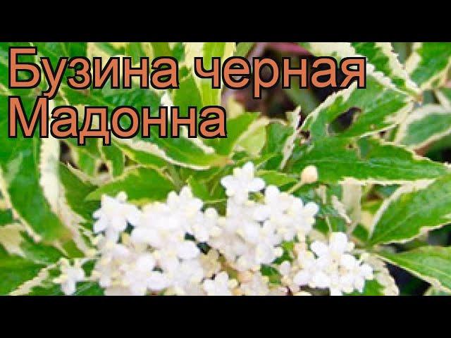 Бузина черная Мадонна (sambucus nigra)  бузина Мадонна обзор: как сажать саженцы бузины Мадонна