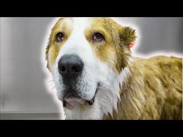 Most incredible dog I've ever met | 150 pounds!