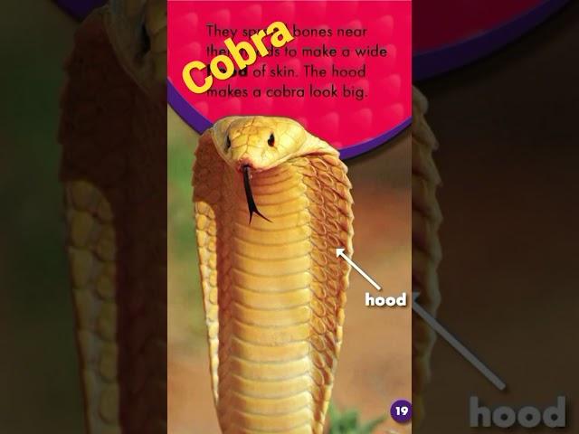 Cobra @o3mytv #snake #cobra #o3mytv #reading #learning